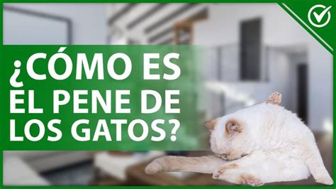 penes de gato|Pene de gato: Características, anatomía y enfermedades